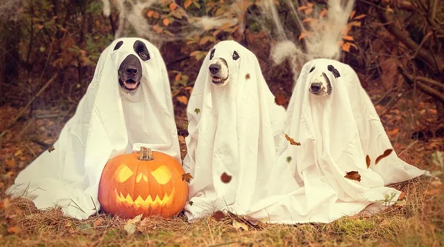 halloween jelmezek kutyák